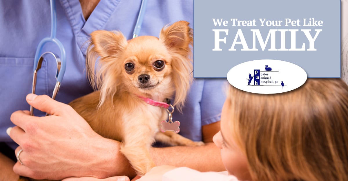 Caring for Pets Since 1958 | Palos Animal Hospital