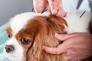 Animal Acupuncture at Palos Animal Hospital