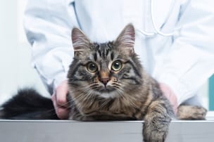 Pet Acupuncture at Palos Animal Hospital