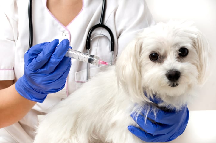 Dog and Cat Vaccinations in Palos Heights, IL