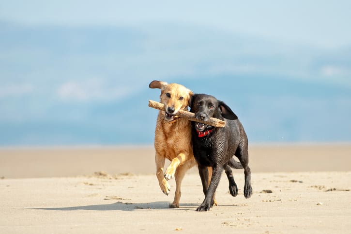 Summer Pet Safety Tips in Palos Heights: Dogs Playing Fetch on the Beach