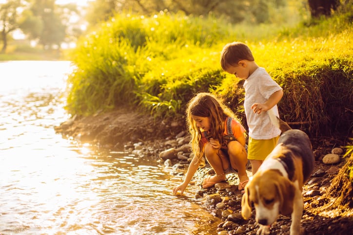Summer Pet Safety Tips in Palos Heights: Kids Playing at the Lake With Their Dog