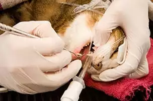 Veterinarian performing a cat teeth cleaning