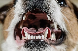 Dog Teeth Cleaning in Palos Heights, IL