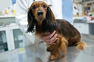Veterinarian examining a dog before surgery