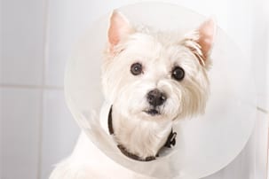 Dog wearing a cone after surgery 