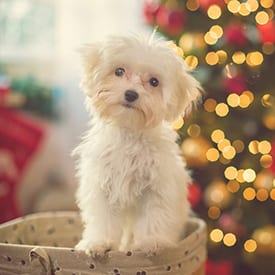 Holiday Pet Safety in Palos Heights: A Dog in a Basket Near a Christmas Tree