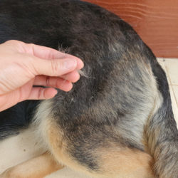 The 5 Most Common Causes of Bald Spots on Dogs
