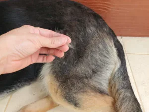 bald spots on dog palos heights il