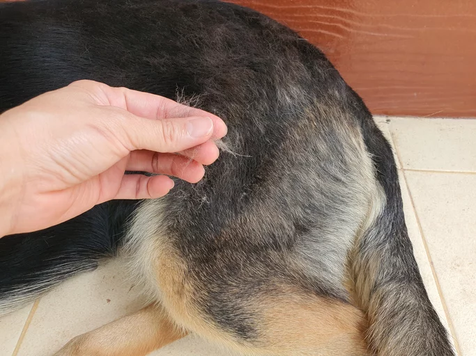 what causes scabs on dogs back