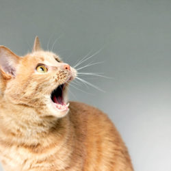Cat Yowling: What is It and Why They Do It?