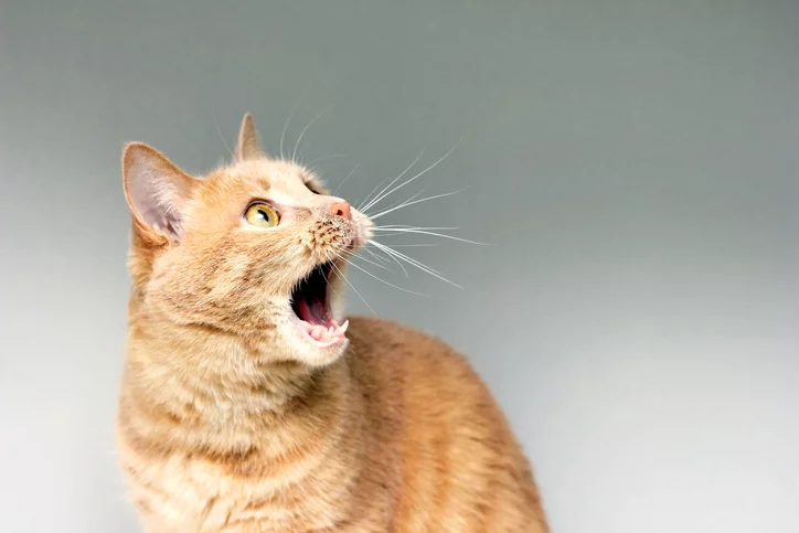 What does it mean when a cat meows?