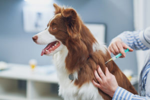 leptospirosis vaccines for dogs