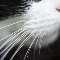 Do Cats’ Whiskers Grow Back?