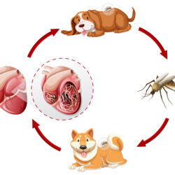 Heartworm in Dogs: Symptoms and What to Watch For