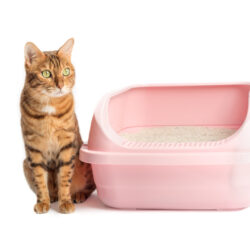 14 Reasons Your Cat is Peeing Everywhere but Their Litterbox