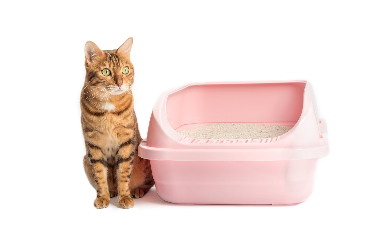 14 Reasons Your Cat is Peeing Everywhere but Their Litterbox Palos Animal Hospital