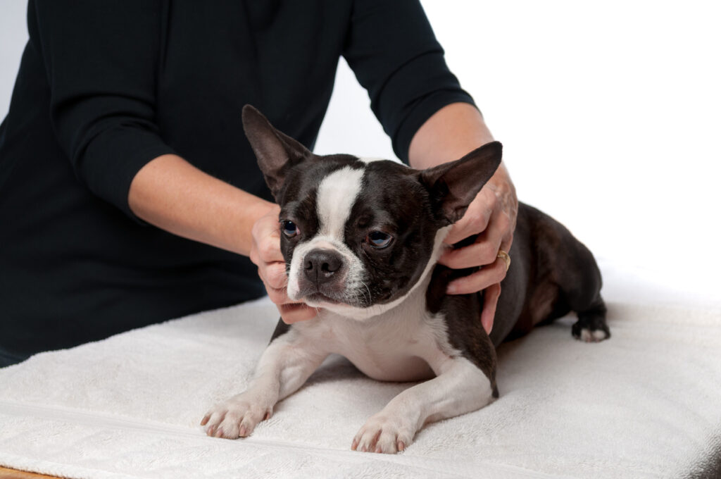 dog chiropractic care in Palos Heights, IL