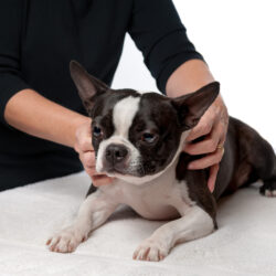 Dog Chiropractic: What It Is and How Can It Help Your Dog