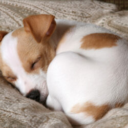 Decoding Dog Sleeping Positions: What Your Pet’s Sleep Habits Reveal 