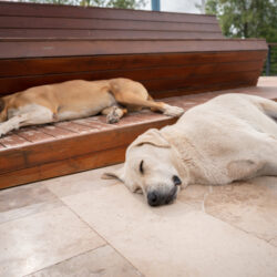When Your Dog Snores: Causes, Risks, and Tips for Managing Noisy Nights