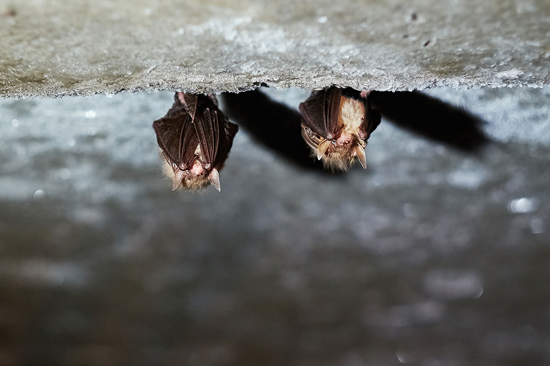 bats in a pet owner's home