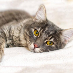 What You Need to Know About Feline Leukemia