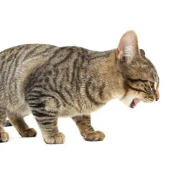 Why Your Cat Is Vomiting