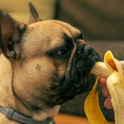Are Bananas Good For Dogs?