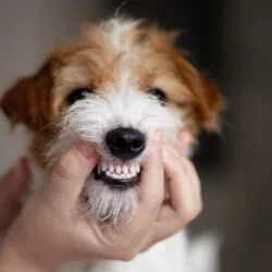 How Many Teeth Do Dogs Have?