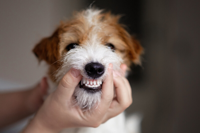 Showing dog's teeth
