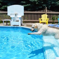 Pool Safety for Pets: Precautions and Guidelines for Swimming with Pets
