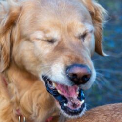 Summer Allergies in Pets: Identifying Symptoms and Providing Relief