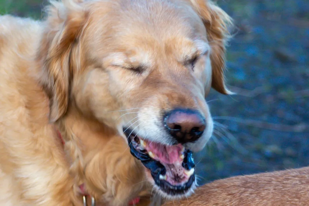 dog sneezing