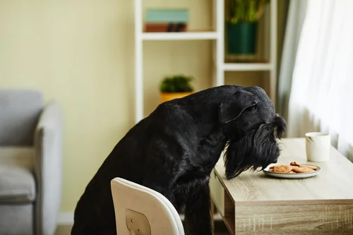 dog-smelling-a-plate-of-biscuits-on-a-table