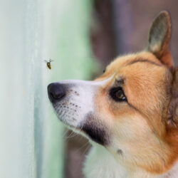 Dog Bee Stings