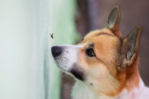 dog-watching-bee-up-close