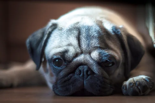 lethargic-pug-dog-laying-on-the-floor