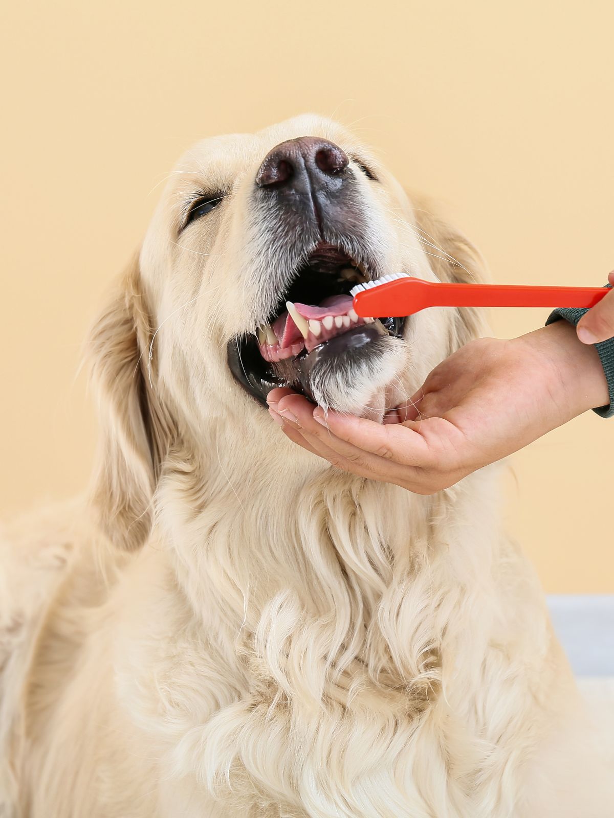 a dog being brushed teeth with a toothbrush by a human a dog being brushed teeth with a toothbrush by a human