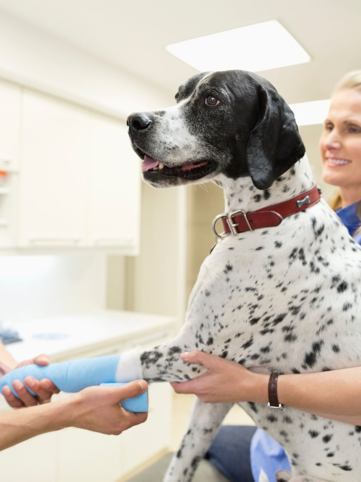 a dog is getting its leg bandaged by someone