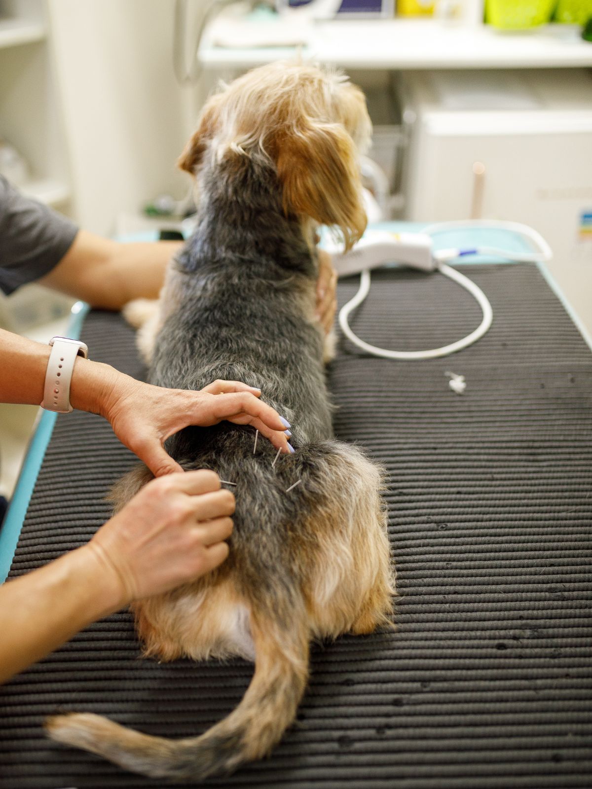 a person administers acupuncture to a dog on a treatment table