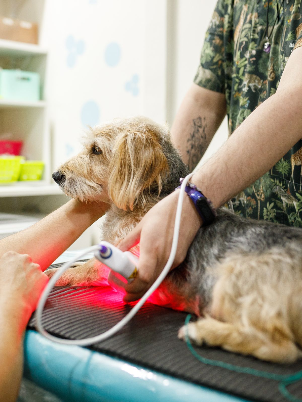 a vet uses a laser therapy device on a dog lying on a treatment table