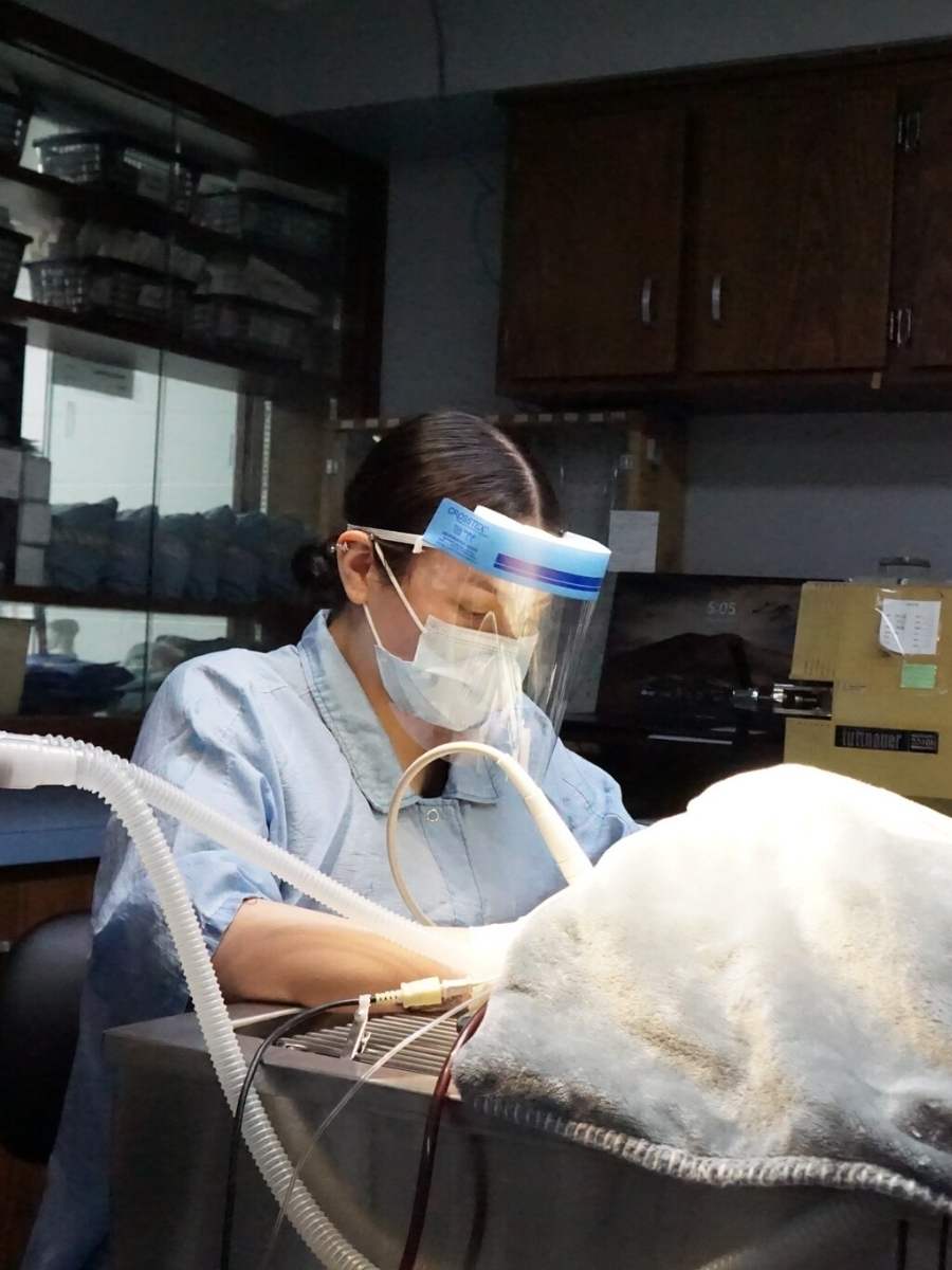 How Pet Laser Therapy Works