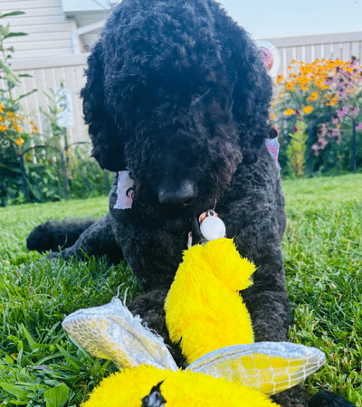 Alexis's dog playing with a toy