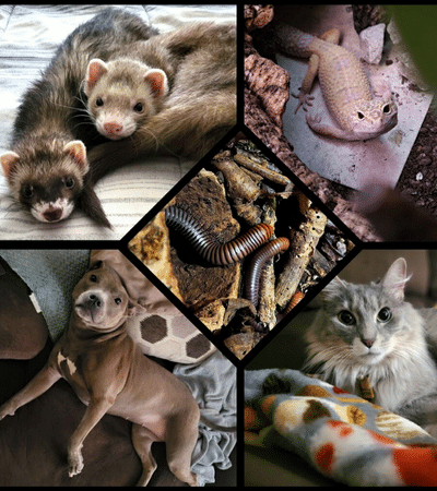 Angelyse's pets