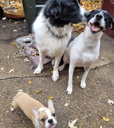 Mary Ellen's 3 dogs