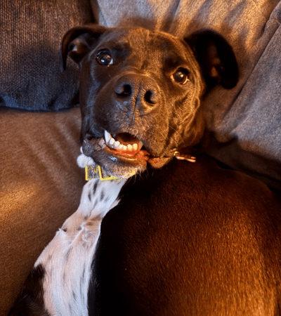 Shannon's dog